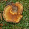 Paxillus involutus (Brown Roll-rim)  Alan Prowse